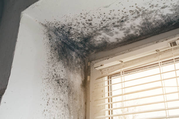 Affordable Mold Removal solutions in Elkwood, VA